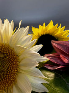 Deborah Tacy: Apex Sunflowers
