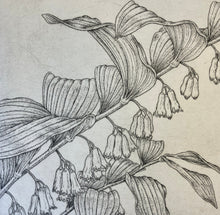 Load image into Gallery viewer, Bobbi Angell: Solomon's Seal