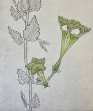 Load image into Gallery viewer, Bobbi Angell: Parasol Flower