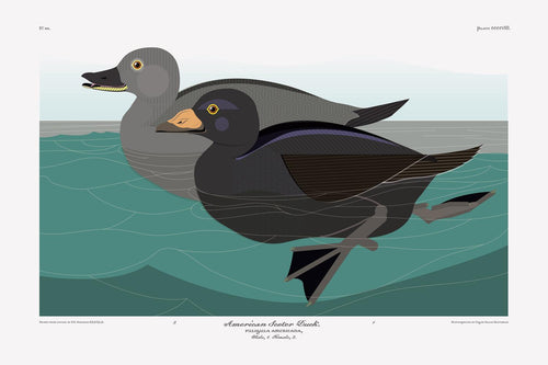 Don Carter: American Scoter Duck