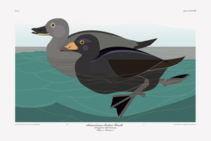 Don Carter: American Scoter Duck