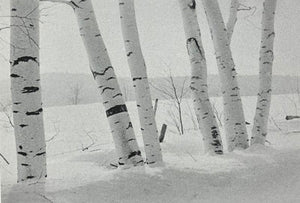 Ken Kipen: Fenced-Out Birches Card