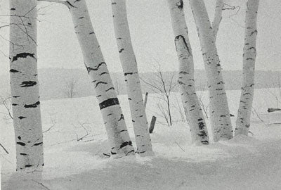 Ken Kipen: Fenced-Out Birches Card