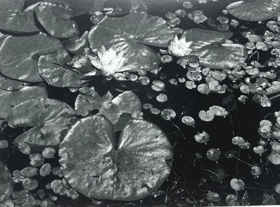 Ken Kipen: Pond Lillies Card