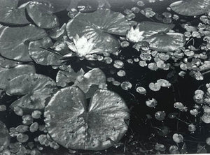 Ken Kipen: Pond Lillies Card