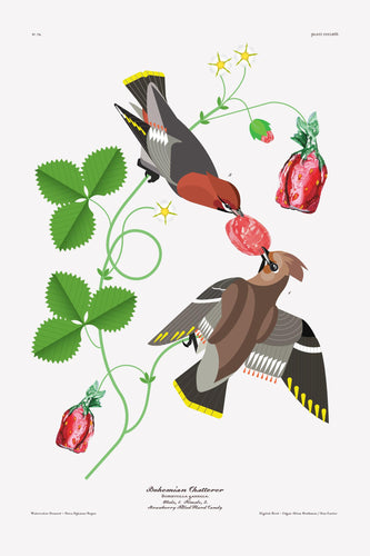 Luvfish & Slothman: Bohemian Chatterer with Strawberry Candy