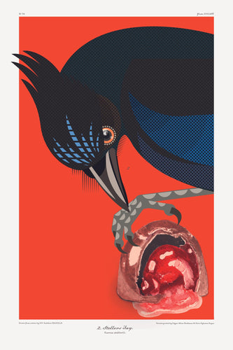 Luvfish & Slothman: Stellar's Jay with Chocolate Cherry