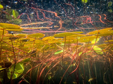Load image into Gallery viewer, Lisa Beskin: Cosmos