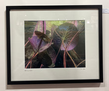 Load image into Gallery viewer, Lisa Beskin: Water Lily Plants