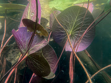 Load image into Gallery viewer, Lisa Beskin: Water Lily Plants