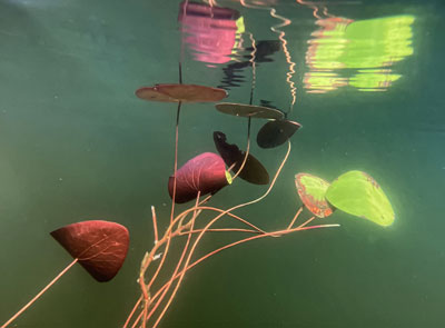 Lisa Beskin: Lake Study 4