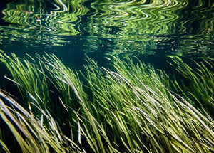 Lisa Beskin: River Grass