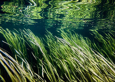 Lisa Beskin: River Grass