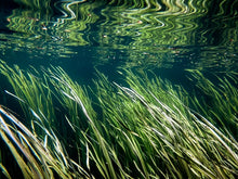 Load image into Gallery viewer, Lisa Beskin: River Grasses