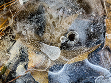Load image into Gallery viewer, Lisa Beskin: Ice Study With Leaves
