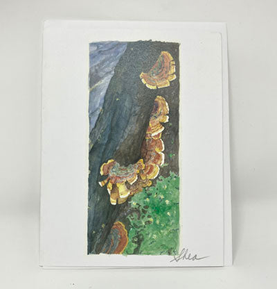 Laureen Shea: Turkey Tail Mushrooms