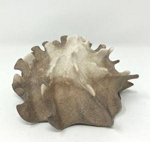 Lulu Fichter: River Pod
