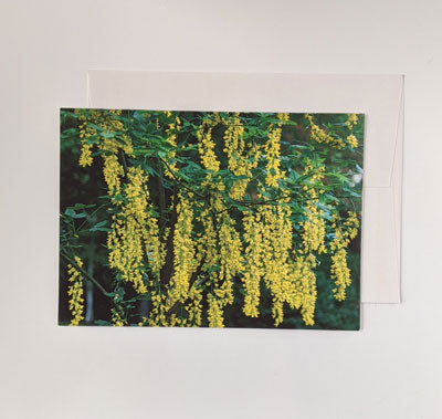 Norma Jean Donaldson: Pack of 6 Cards, Yellow Flowers