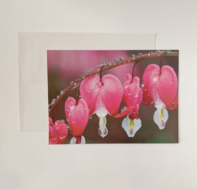 Norma Jean Donaldson: Pack of 6 Cards, Pink Flowers