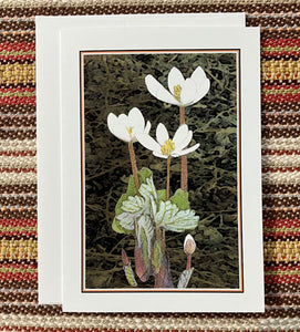 Polly French: Bloodroot Card