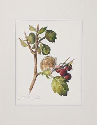 Dani Antes: Harvest Mouse with Berries Print