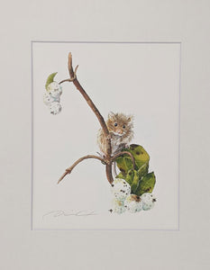 Dani Antes: Harvest Mouse with White Berries Print