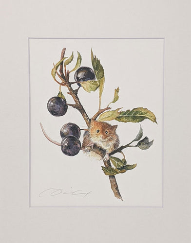 Dani Antes: Harvest Mouse With Buckthorn Berries Print