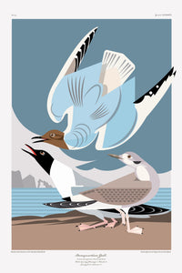 Don Carter: Bonaparte Gull Print