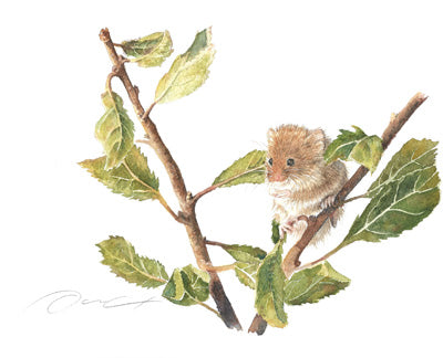 Dani Antes: Harvest Mouse On Leafy Branches